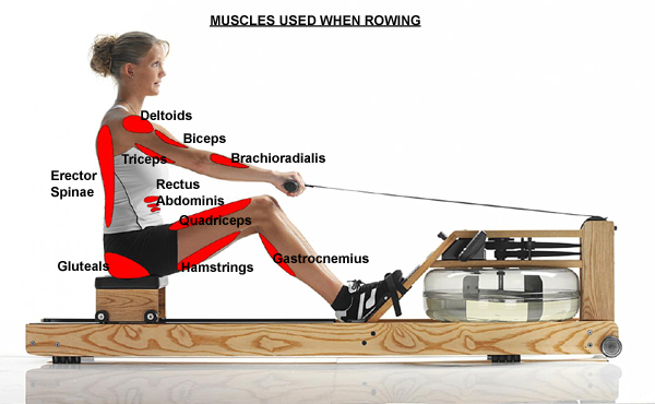 muscle_used_when_rowing